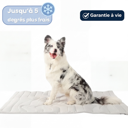 Tapis rafraîchissant pour chiens