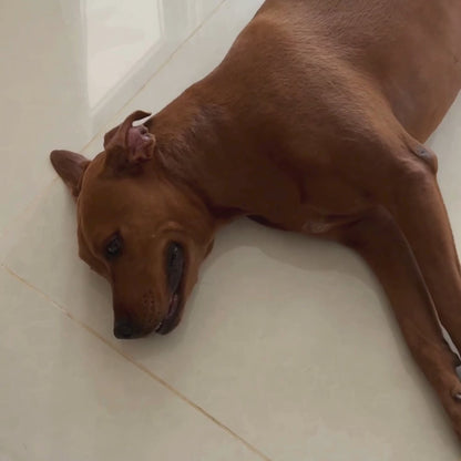 Tapis Rafraîchissant pour Chien 2.0 (1+1)